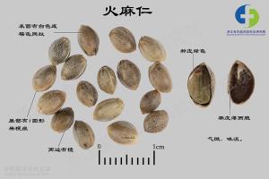 火麻仁 标本图
